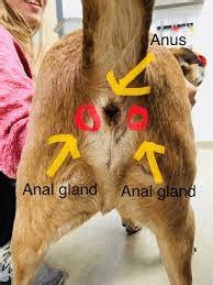 anal gland leak|Why Do Dogs Anal Glands Leak – [Vet Explains Pets]